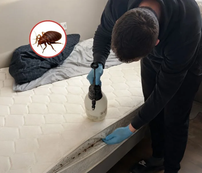 Technicien traitant un matelas contre les punaises de lit à Verneuil-sur-Seine